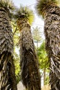 Three high and magnificent palm trees, the bottom view up on tops