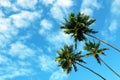 Three high palms, blue sky and white clouds Royalty Free Stock Photo