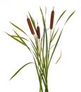 Three high reeds and cattail dry plant isolated white background Royalty Free Stock Photo