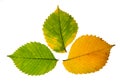 Three high resolution autumn leaves of elm tree on white Royalty Free Stock Photo