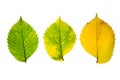 Three high resolution autumn leaves of elm tree on white Royalty Free Stock Photo