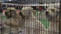 Three highbred white Schnauzers sitting in cage at dog exhibition, trained pets