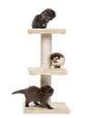 Three Highland fold or straight kittens playing on a cat tree Royalty Free Stock Photo