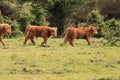 Three scottish highlander calfs walking veluwe nature Royalty Free Stock Photo