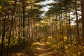 Three hikers go through a vide path in autumn mountain pine forest. Vivid yellow fall photo. Trekking sport and tourism.