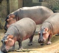 Three Hippopotami Wandering at zoo, Trivandrum Zoo Royalty Free Stock Photo