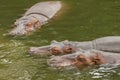 Three Hippopotamus rolling Royalty Free Stock Photo