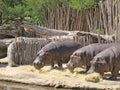 Three Hippos eating grass