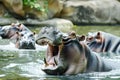 Three hippos are in a pool, one of them is making a loud noise. Royalty Free Stock Photo