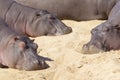 Three Hippos resting, South Africa (Hippopotamus amphibius)