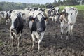 Three Holstein cows look at the camera in a muddy field, behind them is another group of cows