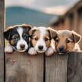 Three homeless baby puppy peeking up from wooden fence and looking sadly to cameraGenerative AI.