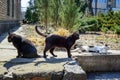 Three homeless cats on the city streets