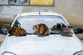 Three homeless cats sitting on the hood of a white car