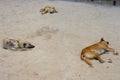 Three homeless dogs on the beach. Sleeping dogs on sea coast, Asia. Adorable tired pets on hot summer day. Royalty Free Stock Photo