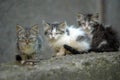 Three homeless kitten