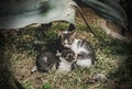 three homeless kittens