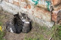 Three homeless kittens hugged and doze