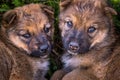 Three homeless puppies dogs play together on the gravel road