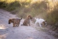 Three homeless puppies dogs play together on the gravel road