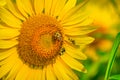 Three honey bees on a big sunflower