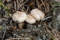 Three honey fungus in pine-wood