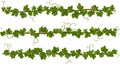 Three horizontal rows of grapevines (Vitis vinifera), featuring vibrant green leaves Royalty Free Stock Photo