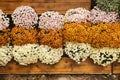 Three horizontal rows of white, purple and orange chrysanthemums