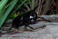 Three-Horned Beetle (Chalcosoma caucasus) Royalty Free Stock Photo