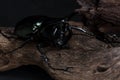 Three-Horned Beetle (Chalcosoma caucasus) Royalty Free Stock Photo