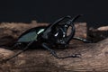 Three-Horned Beetle (Chalcosoma caucasus) Royalty Free Stock Photo