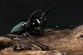 Three-Horned Beetle (Chalcosoma caucasus) Royalty Free Stock Photo