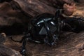 Three-Horned Beetle (Chalcosoma caucasus) Royalty Free Stock Photo