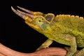 Three Horned Jacksons Chameleon