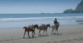 Three horse at Atlantic beach