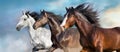 Three horse close up portrait Royalty Free Stock Photo