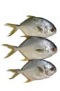 Three horse mackerel