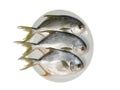 Three horse mackerel Royalty Free Stock Photo