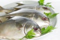 Three horse mackerel