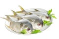 Three horse mackerel Royalty Free Stock Photo