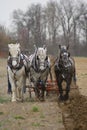 Three Horse Plow Team