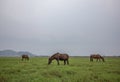Three horse or pony grazing on an empty field