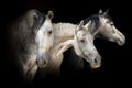 Three horse portrait banner Royalty Free Stock Photo