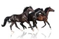 Three horse run gallop Royalty Free Stock Photo