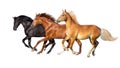 Three horse run isolated Royalty Free Stock Photo