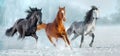 Three horse run gallop in snow Royalty Free Stock Photo