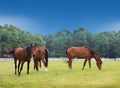 Three Horses Royalty Free Stock Photo