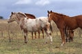 Three horses Royalty Free Stock Photo