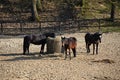 Three horses in the animal pen eat hay of manger Royalty Free Stock Photo