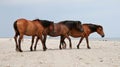 Three horses on a beach